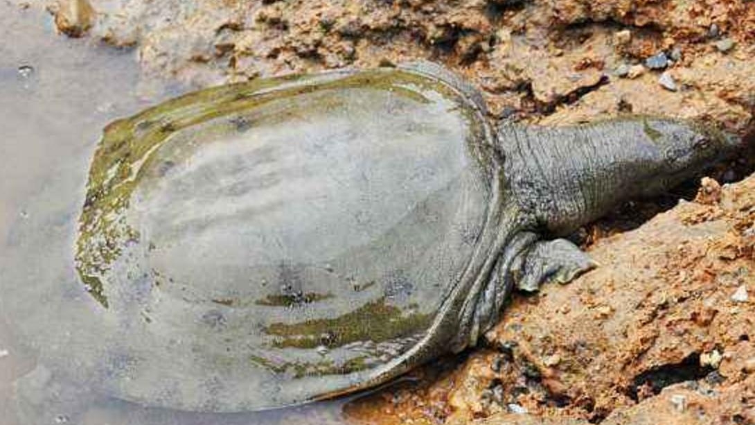 野钓乌龟有这4大技巧，哪种都能上几只，最后一种竟不用鱼竿鱼钩