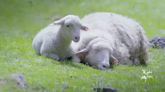 *疆新**，你除了牛羊还有什么？