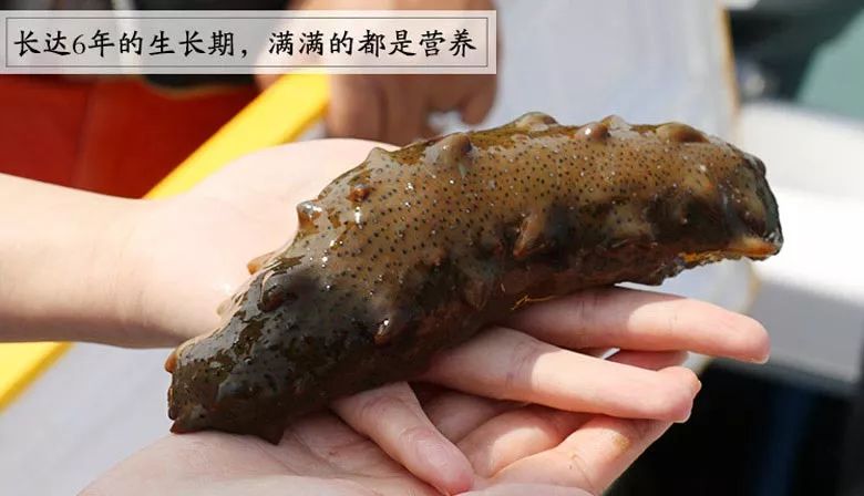 白菜价买海参,白菜价买黄金骗局