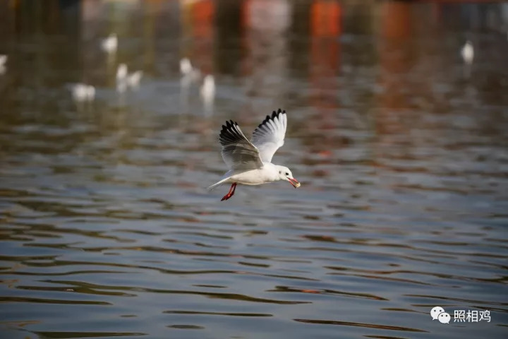 单评｜为啥选7RⅢ做你的视频机？