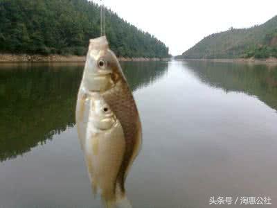 鲫鱼怎么钓才不动,鲫鱼野钓方法与技巧