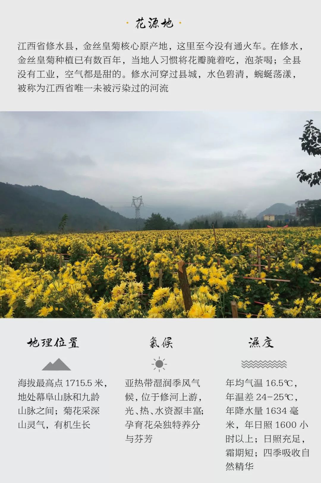 婺源金丝皇菊的故事,一朵一泡金丝皇菊