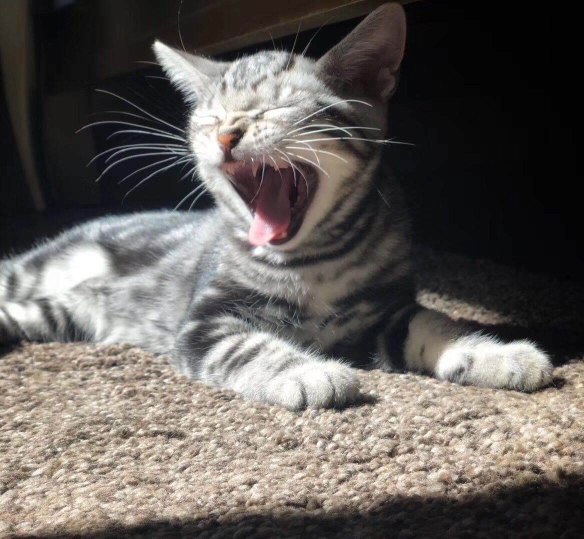 美短虎斑猫一窝,美短虎斑猫的日常