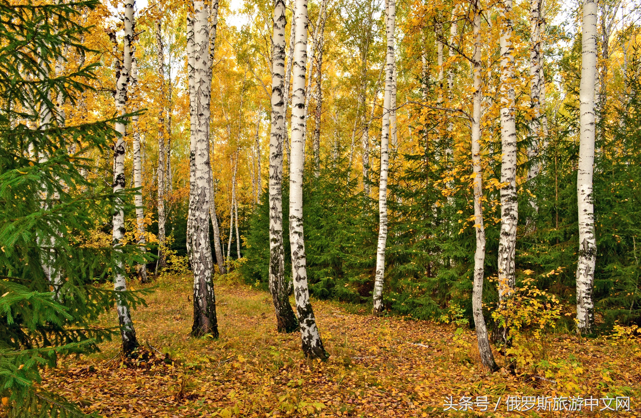 俄罗斯白桦林风景,俄罗斯白桦林视频