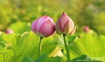 《白浪情丰收节、中秋节、国庆节休闲晚会》优秀作品选登