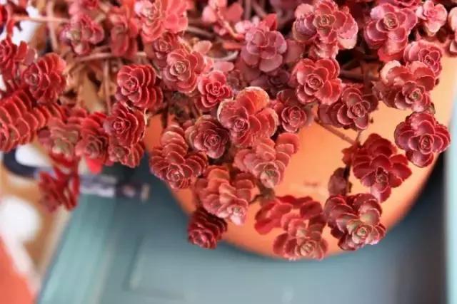 多肉煤烟病用多菌灵有用吗,多肉黑霉病喷多菌灵好用吗