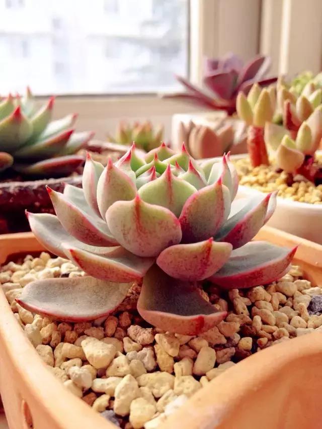 多肉煤烟病用多菌灵有用吗,多肉黑霉病喷多菌灵好用吗