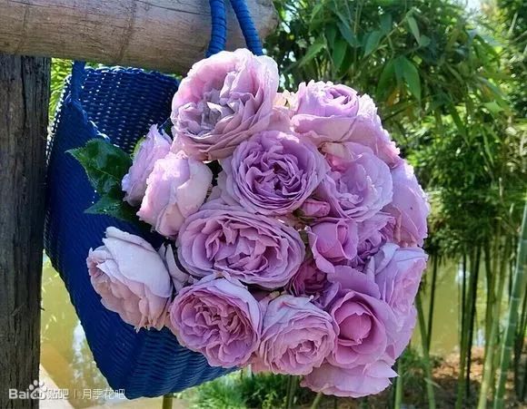 蓝紫色月季品种,39种紫藤品种