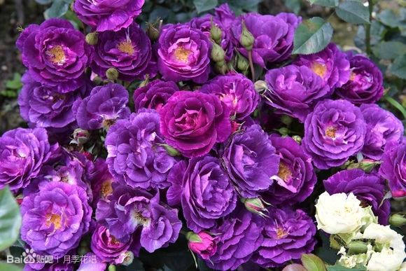 蓝紫色月季品种,39种紫藤品种