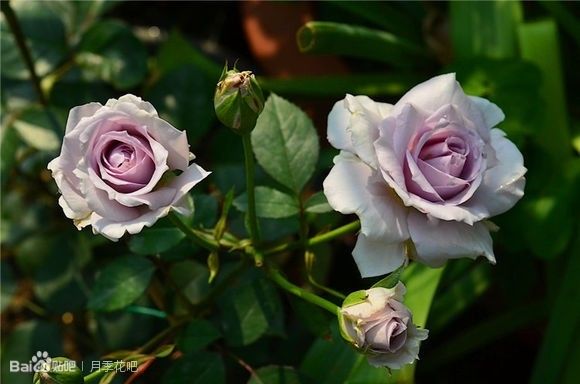 蓝紫色月季品种,39种紫藤品种