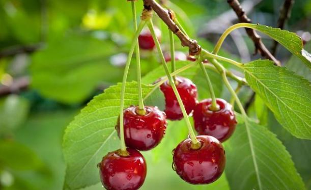 樱桃品种中国樱桃,特大早熟樱桃秦樱1号樱桃品种