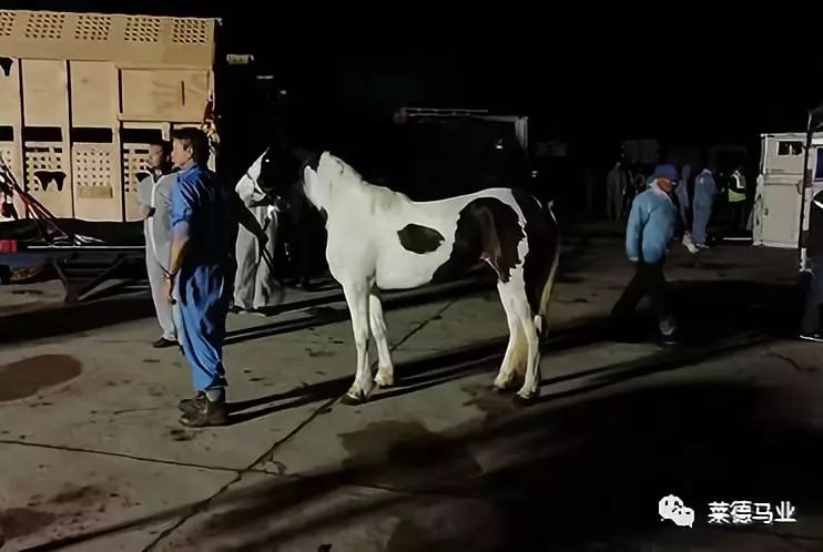 242匹新西兰优骏飞抵，莱德进口马数量与质量稳居全国同行第一！