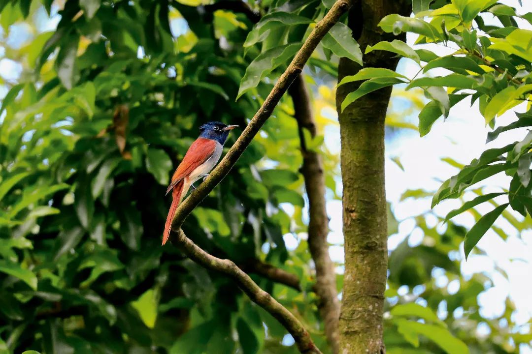 放假了，我们去珠海看鸟吧
