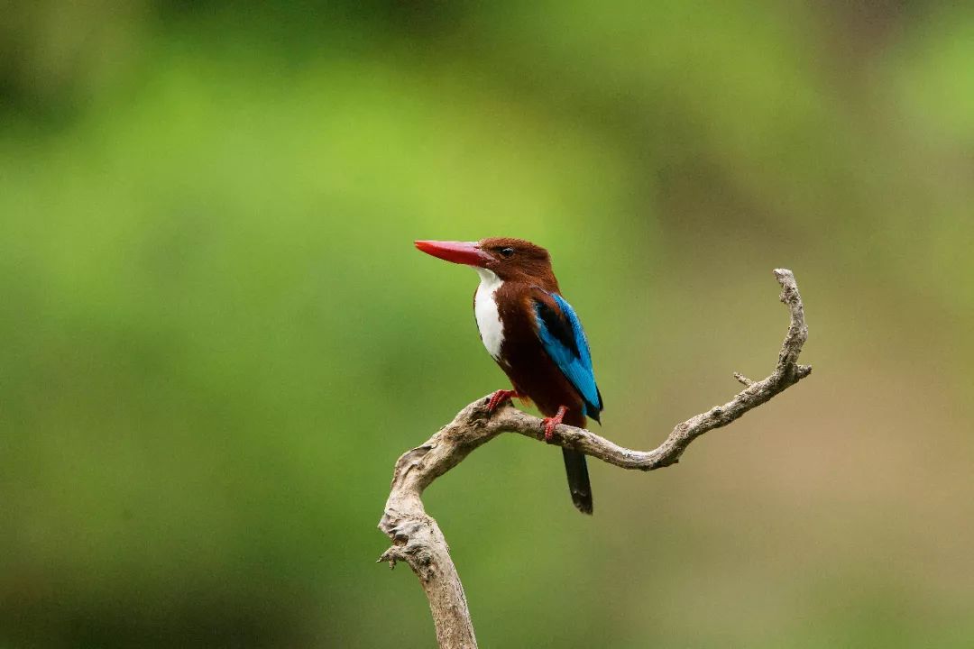 放假了，我们去珠海看鸟吧