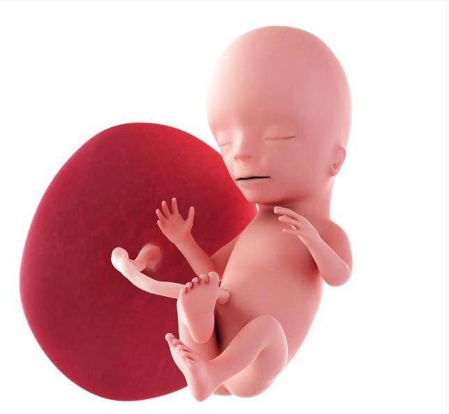 孕妇吃海鲜对胎儿有什么影响,孕妇吃营养素注意事项