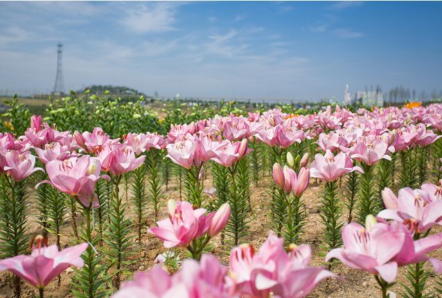 日照花仙子风景区现在能去吗,日照花仙子旅游景区2024年开放吗