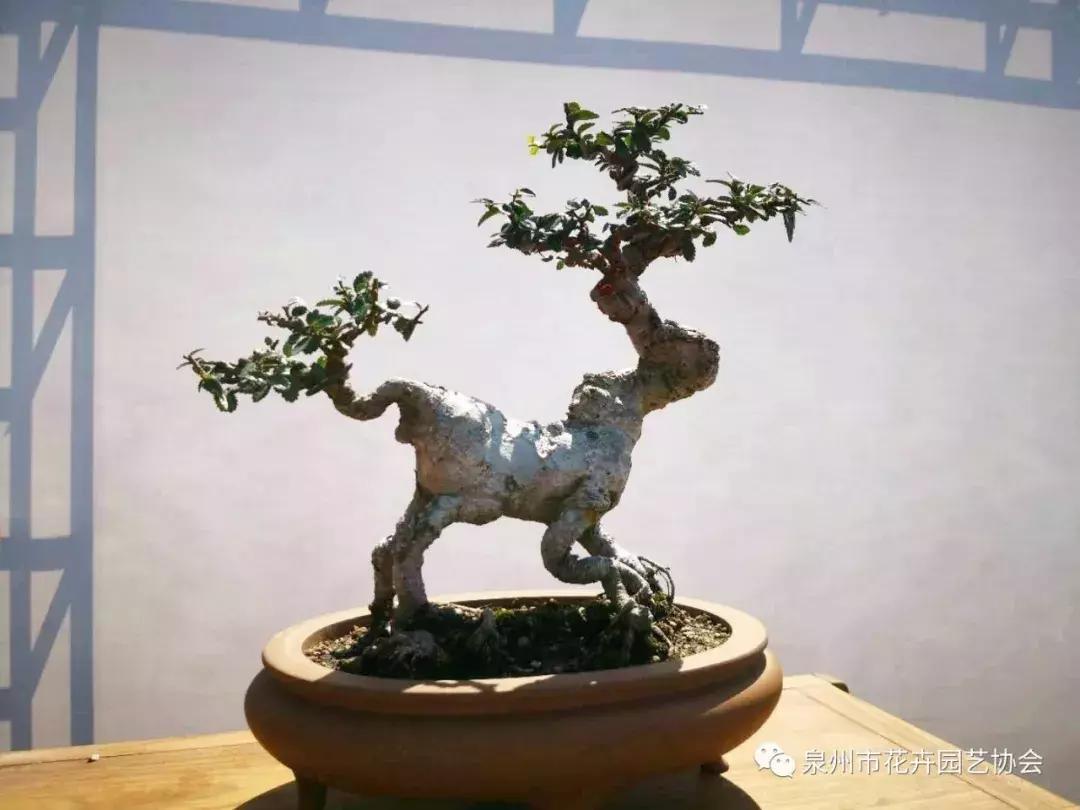 喜迎国庆展风采,迎国庆鲜花展美图