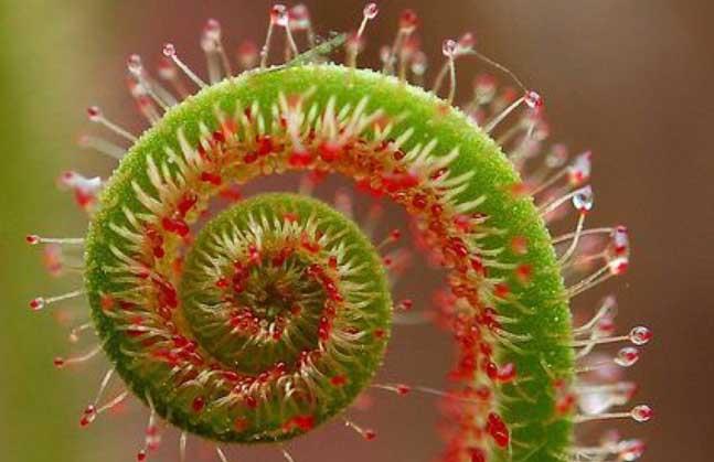 世界上长得最像外星植物的植物,植物界中神秘的植物