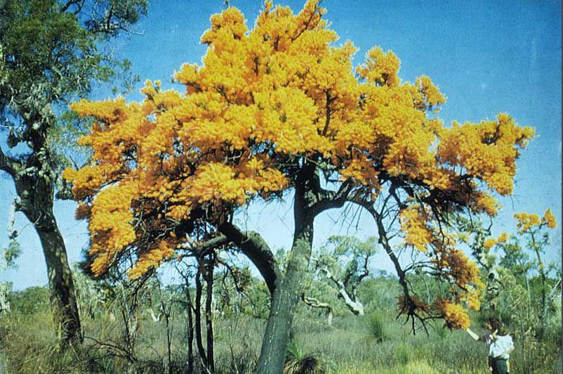 世界上长得最像外星植物的植物,植物界中神秘的植物