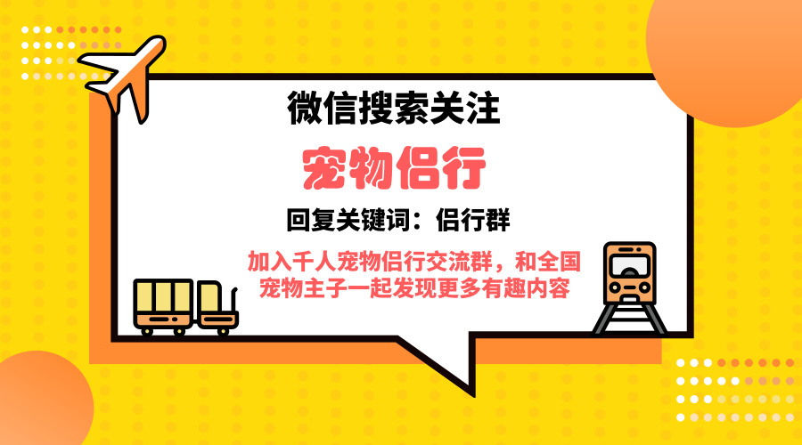 萨摩耶喂养的不良习惯知识,养萨摩耶注意事项和禁忌