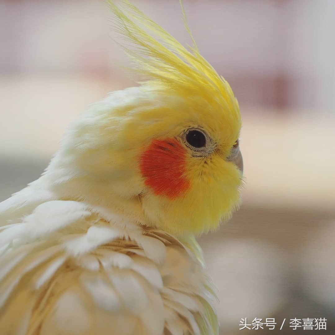 玄凤鹦鹉身材漂亮,玄凤鹦鹉最漂亮的羽冠