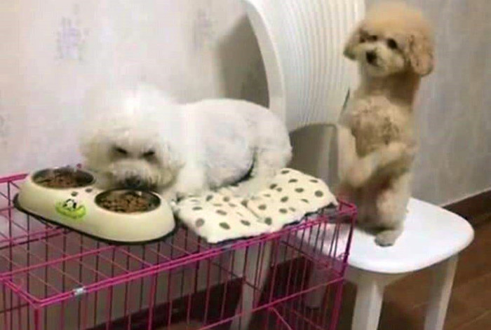 科学养狗让狗子听话,女孩子养狗遭嫌弃