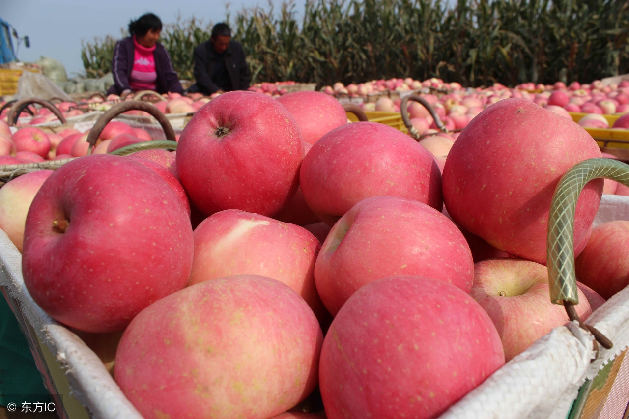 红富士80毫米一级苹果价格,冷库红富士苹果的价格