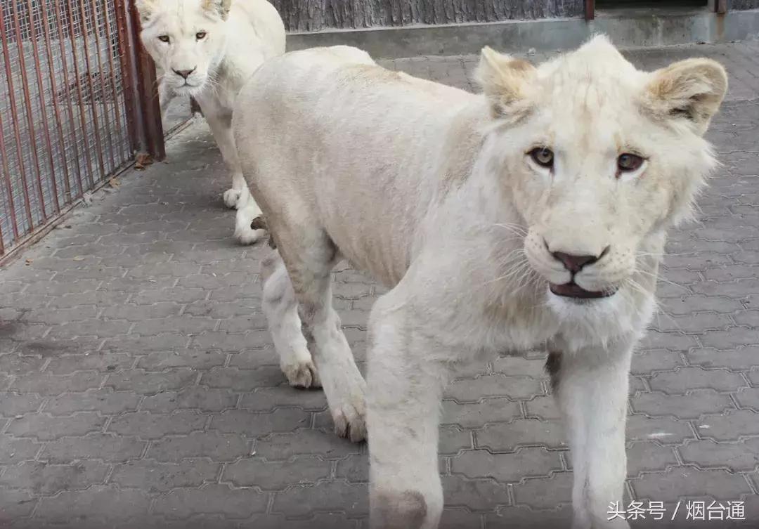 烟台十一景区免费游玩,十一假期旅游推荐烟台游乐场