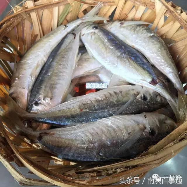 潮汕说的熟鱼和巴浪鱼有什么区别,巴浪鱼只有闽南粤东才有吗