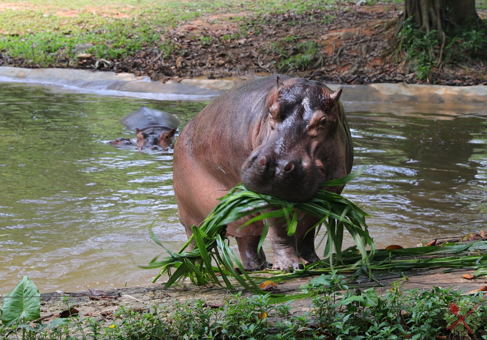 广州长隆乐园最全游玩攻略,广州长隆乐园旅游攻略三天两夜