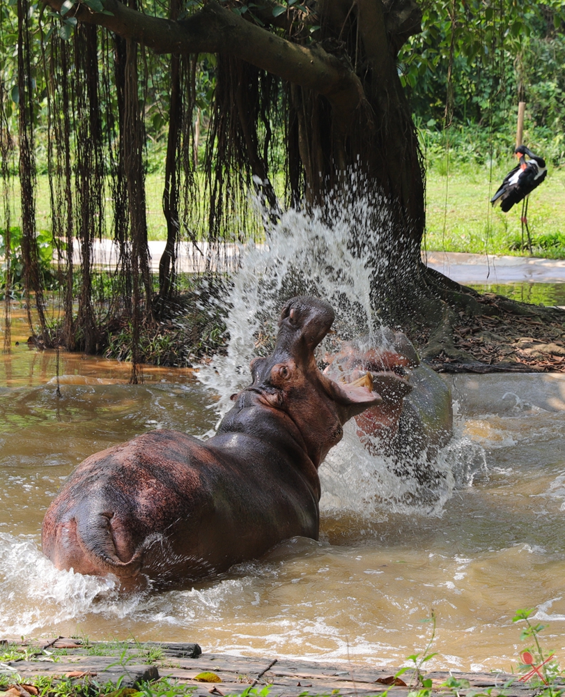 广州长隆四个乐园攻略,国庆长隆二日游