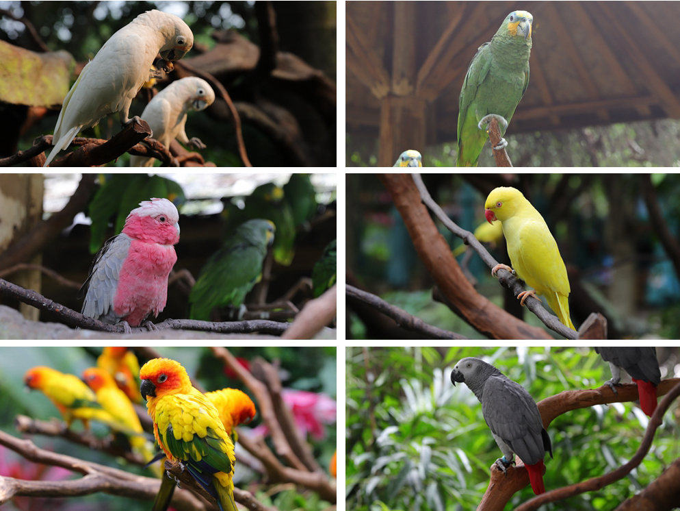 去广州长隆不住景区攻略,春节广州长隆不住园区怎么玩