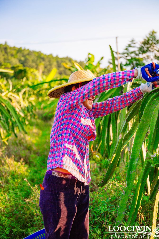 第一次采摘火龙果的体验,高明采摘火龙果