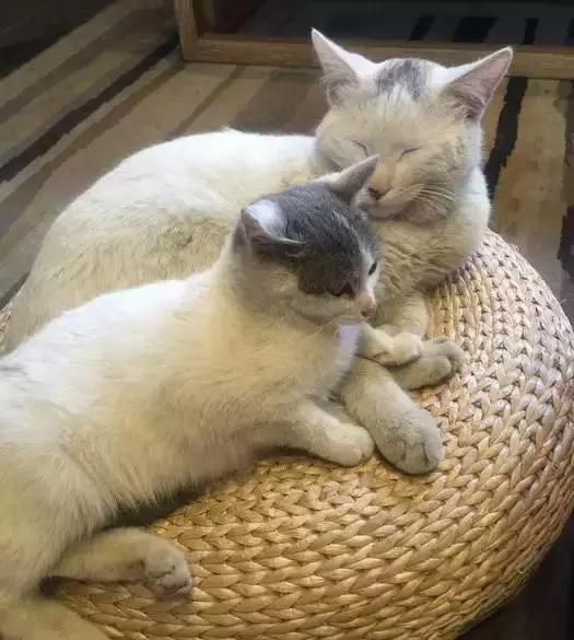 宠物友好五星级酒店,适合带宠物去的酒店