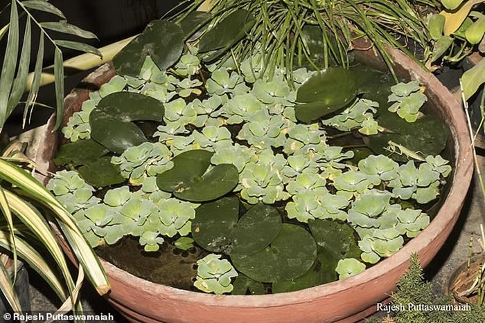 巨型螳螂是怎么捕食的,巨斧螳螂昆虫纲螳螂目动物