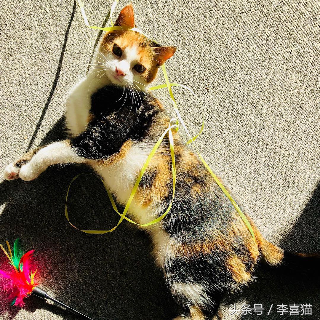 怎么不让猫咪啃数据线,让猫咪认为铲屎官很厉害的方法