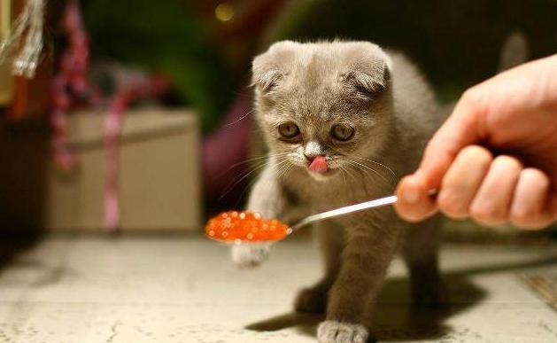 养猫必须做的几件事,养猫每天要做什么