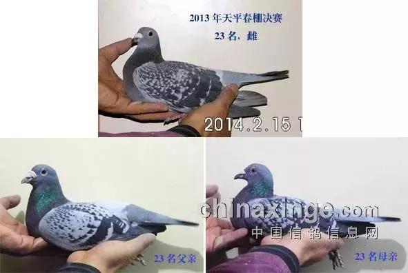 凸背鸽种鸽视频,凸背鸽价格表