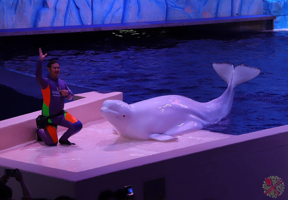 珠海长隆海洋王国企鹅馆北极熊馆,珠海长隆企鹅海洋王国攻略