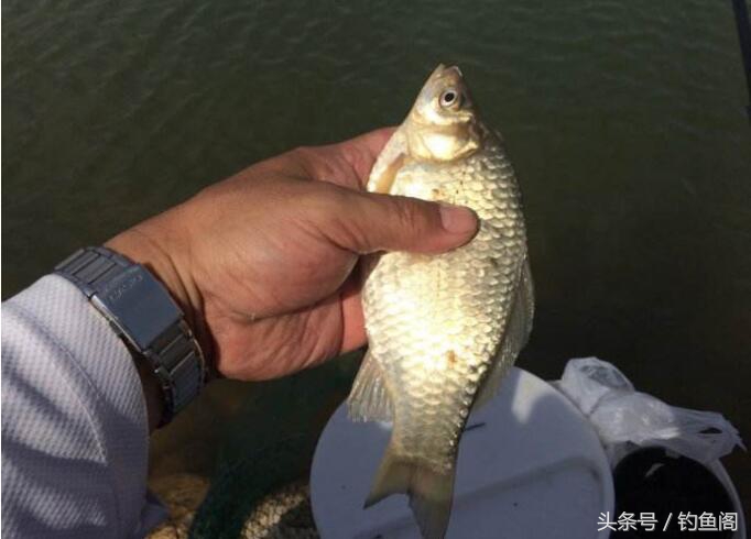 如何选择正确的浮漂,浮漂辨别