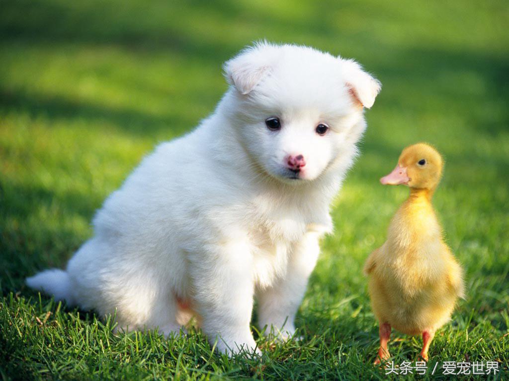 萨摩耶捣蛋鬼,捣蛋鬼萨摩耶bug