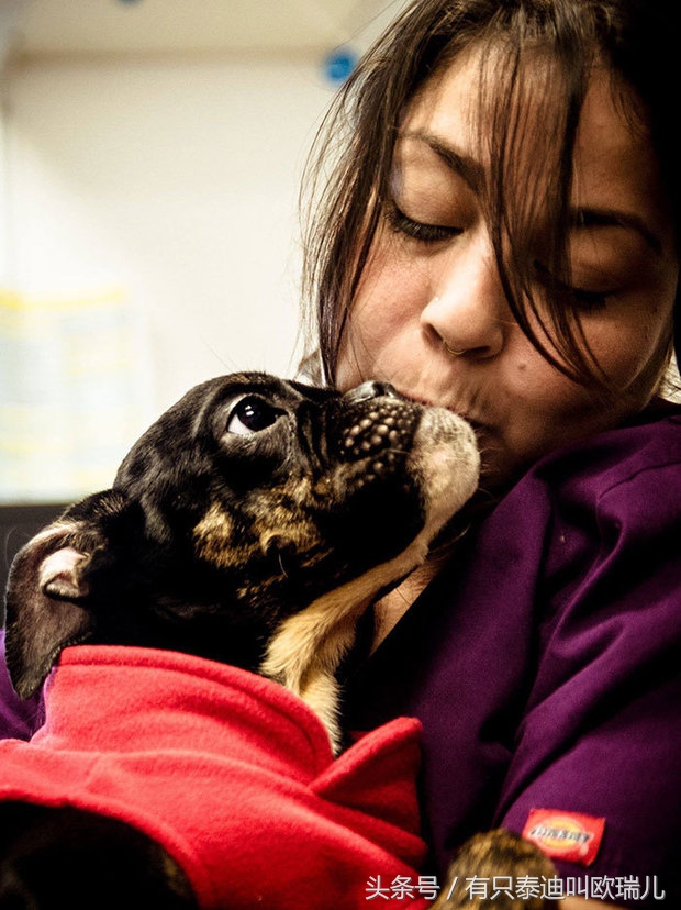 狗狗被关在笼子里咬笼子,狗狗一直被关在小小的笼子里