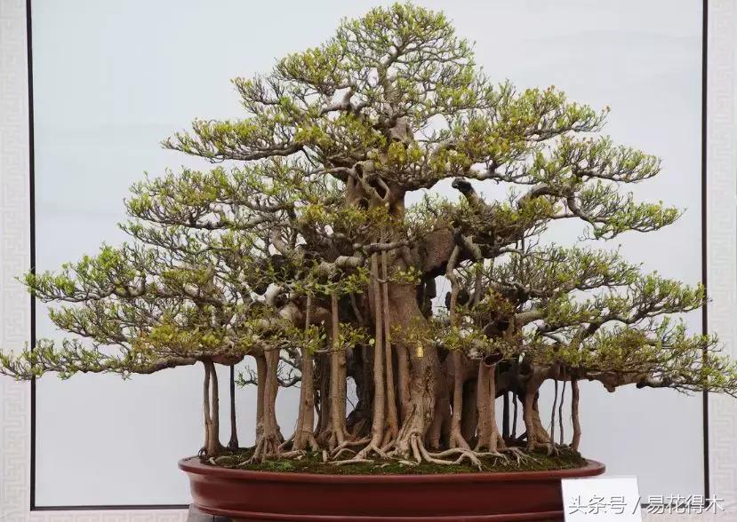 榕树落叶的原因及解决方法,榕树盆景怎样过冬不落叶