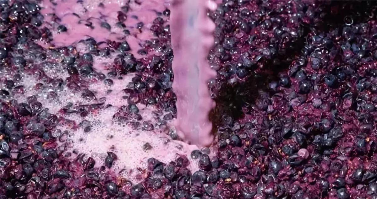 果酒制作全过程应该用什么酒,果酒酿酒技术教程大全