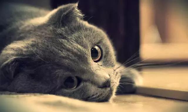 猫咪发烧检测,猫咪发烧怎么治