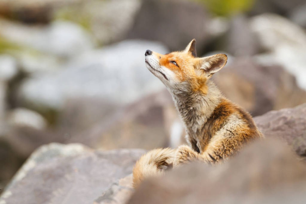 对付无赖的实用招数,对付无赖一招制敌