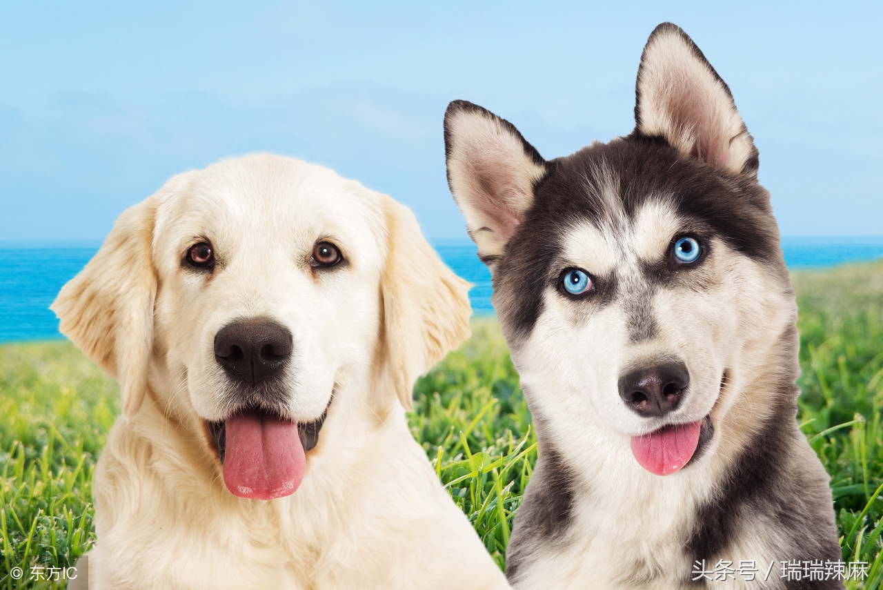 宠物狗真菌感染什么症状,宠物狗真菌感染治疗方法