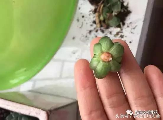 蟹爪兰长得好好的就断了怎么回事,蟹爪兰花蔫了怎么补救