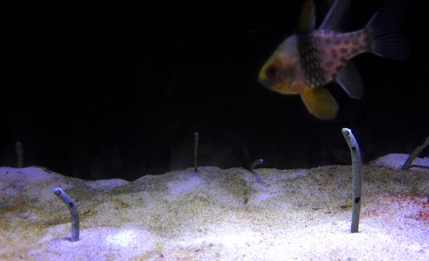 这样拍摄让你更惊艳,深圳欢乐海岸拍照攻略