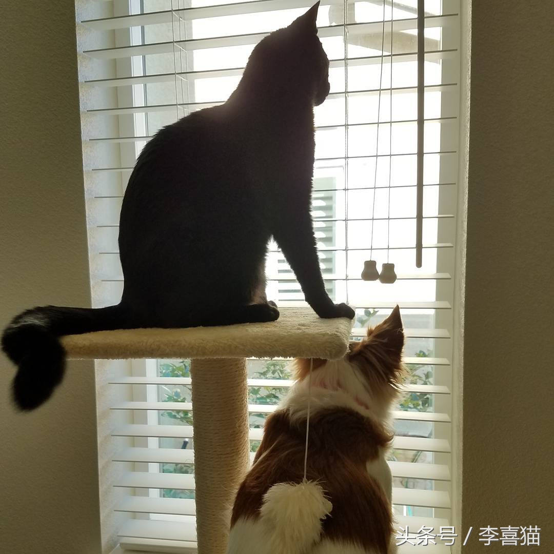 猫咪小小的脑袋大大的身子,猫咪有什么古怪的性格
